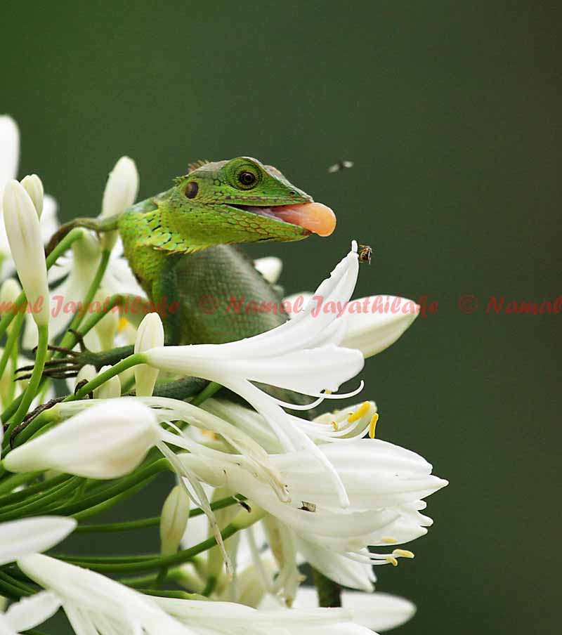 Green garden lizard